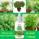 Tulsi Growth Booster Pack of 2